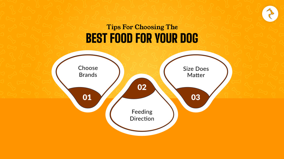 Tips For Choosing The Best Food For Your Dog