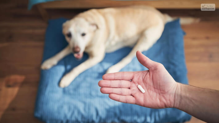 What Can I Give My Dog For Pain Are Human Meds Safe