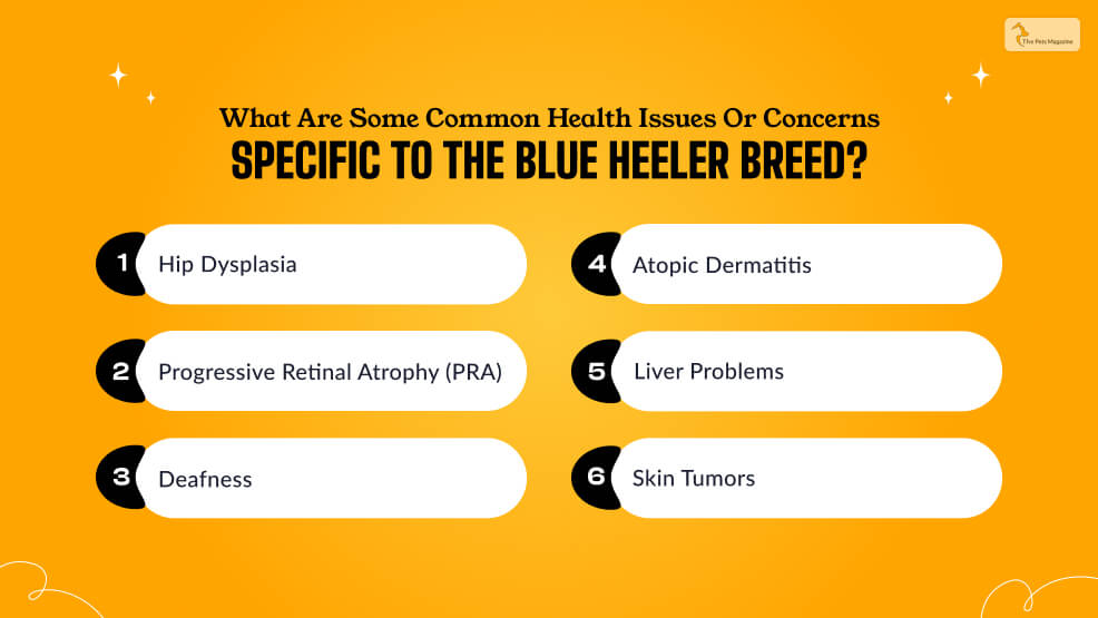 What are some common health issues or concerns specific to the Blue Heeler breed