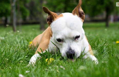 Why Do Dogs Eat Grass