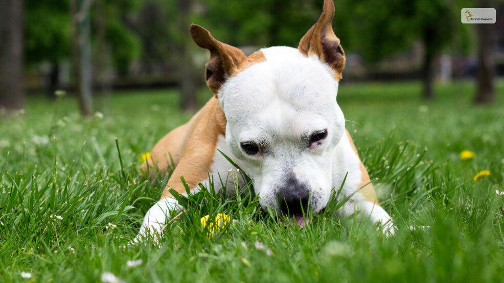 Why Do Dogs Eat Grass