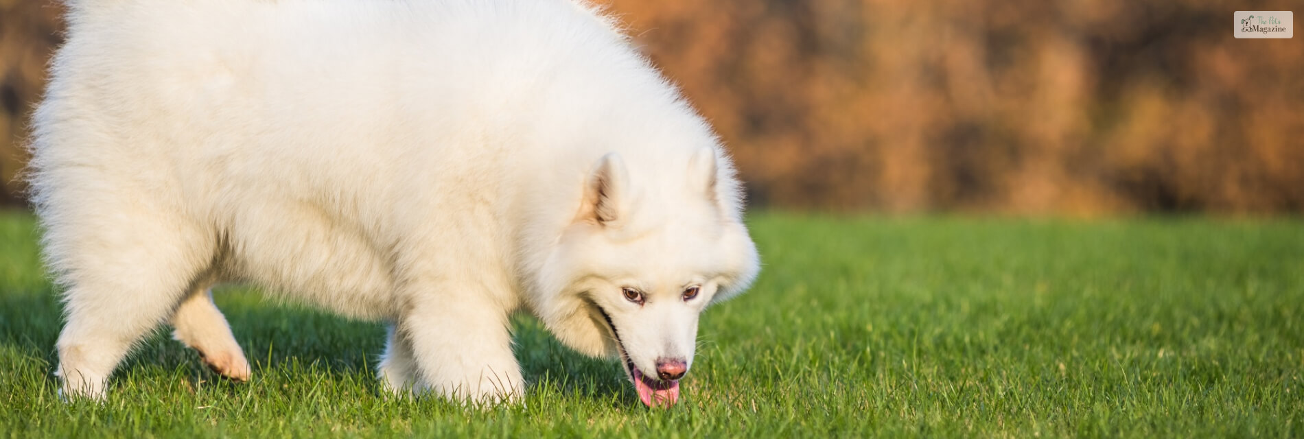 Why Do Dogs Eat Grass