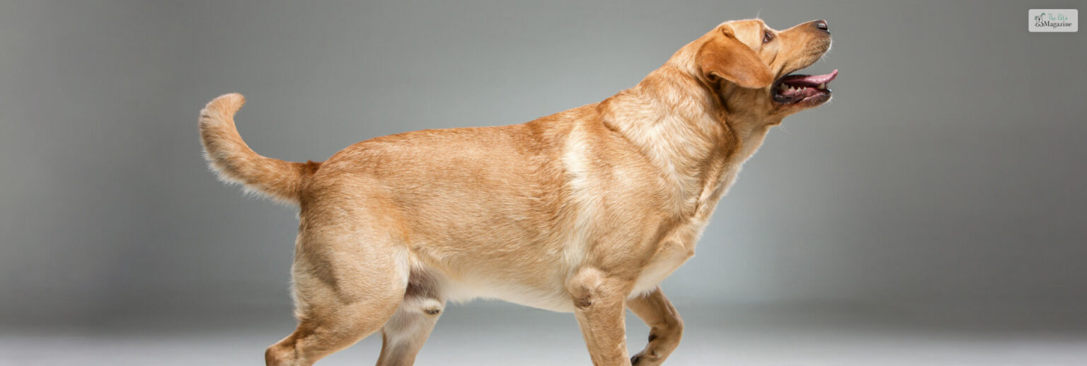 Everything You Need To Know About Dog Penis