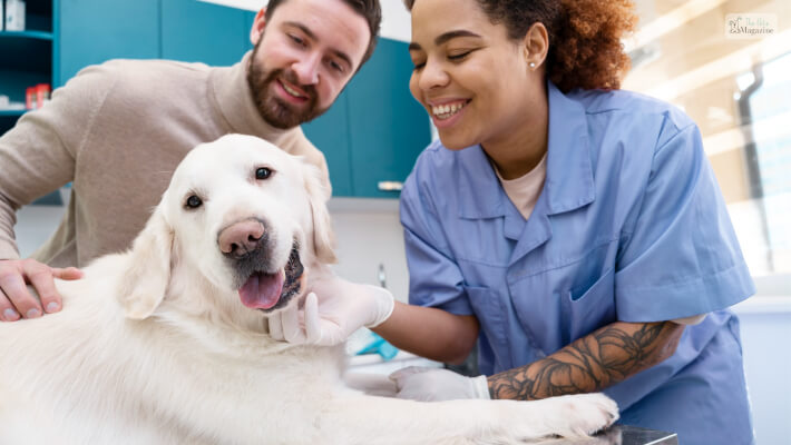 Adult Dog To The Vet