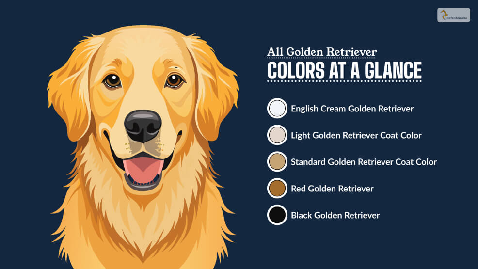 All Golden Retriever Colors At A Glance