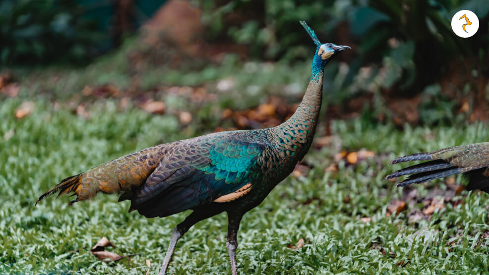 Are Female Peacocks Colorful