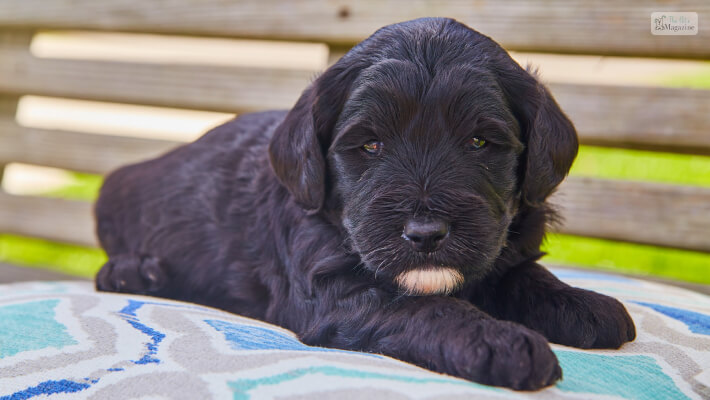 Black Golden Retriever