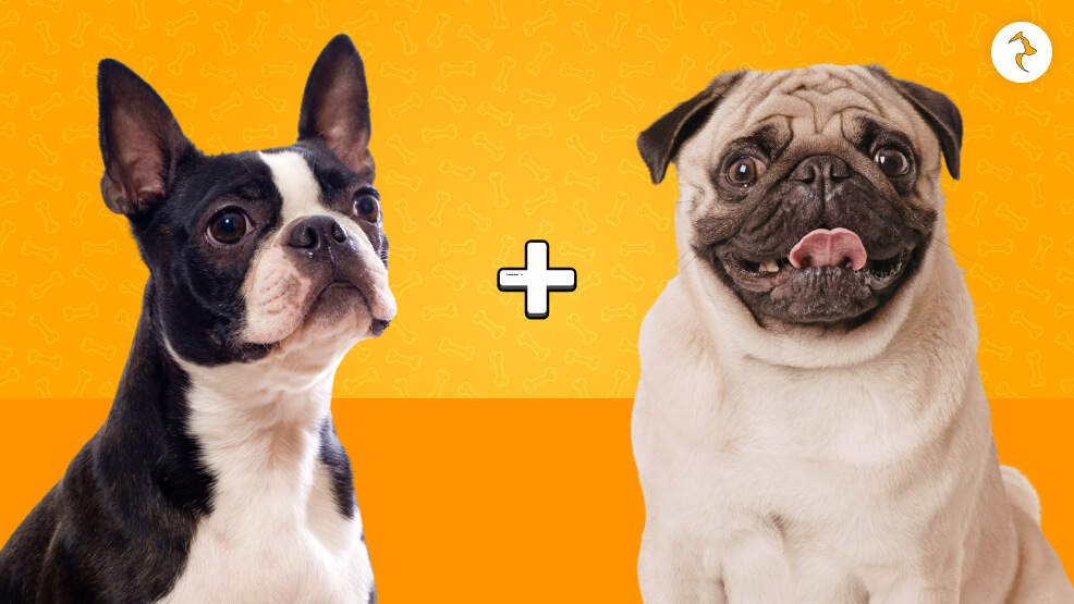 Bugg (Boston Terrier x Pug)