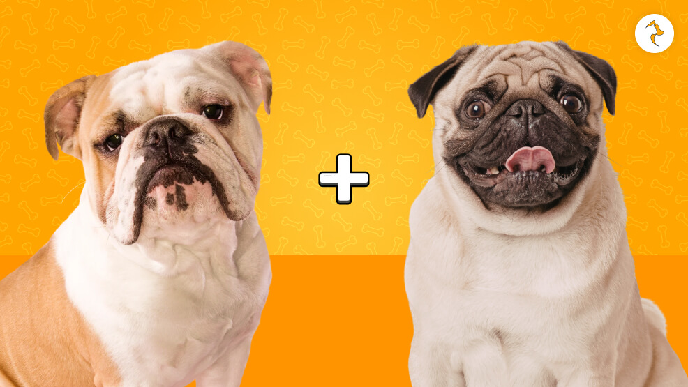 Bullpug (English Bulldog x Pug)