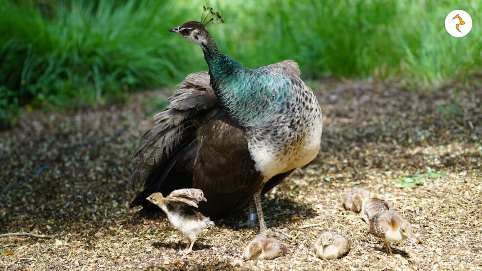 Can Female Peacock Raise Young Alone