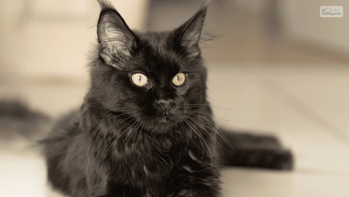 Can Maine Coon Cats Be All Black