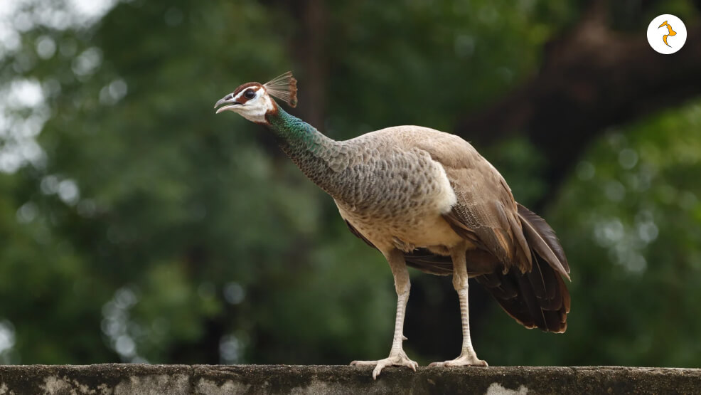 Can a Female Peacock Fly