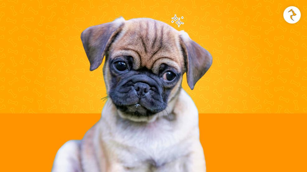 Chug (Chihuahua x Pug)