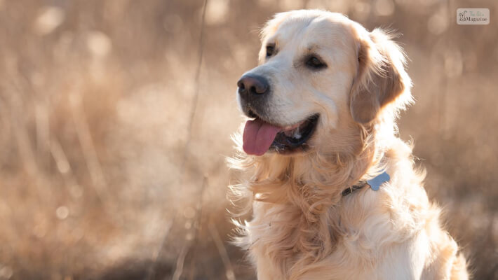 Cream Golden Retriever