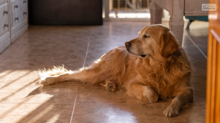 Dark Golden Retriever