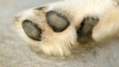 Dog Cut Paw Pad Injury - You Need To Know If Your Dog Has Cut His Paw Pad