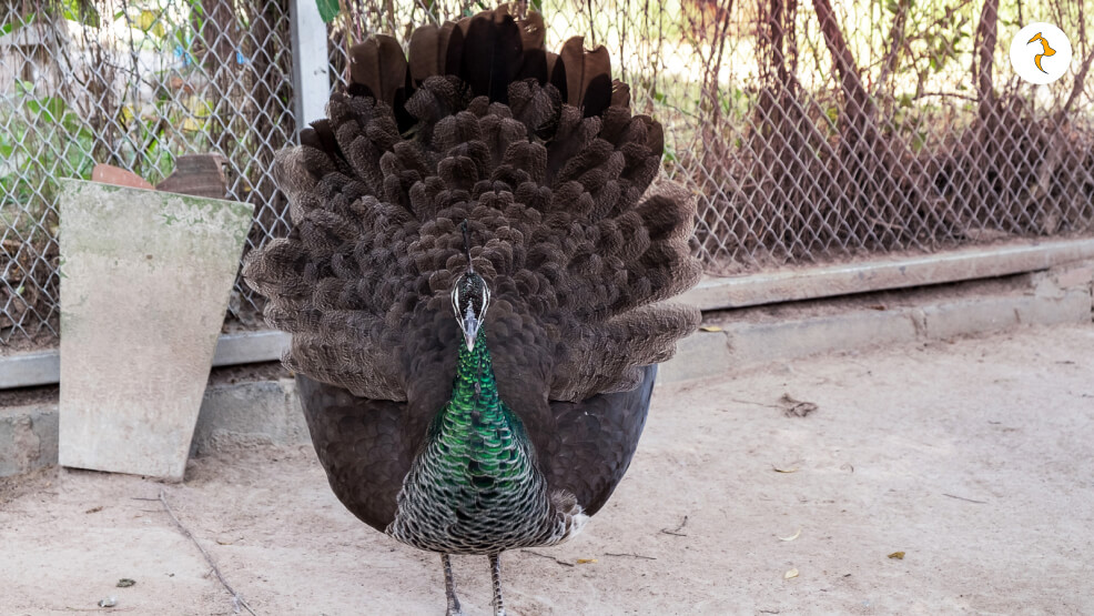 Do Female Peacocks Spread their Feathers