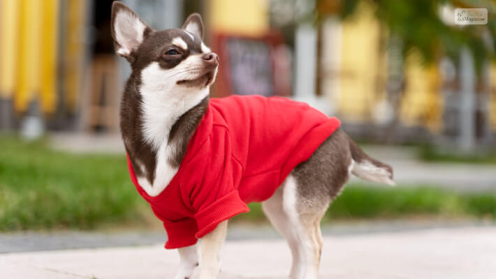 Dog Clothing