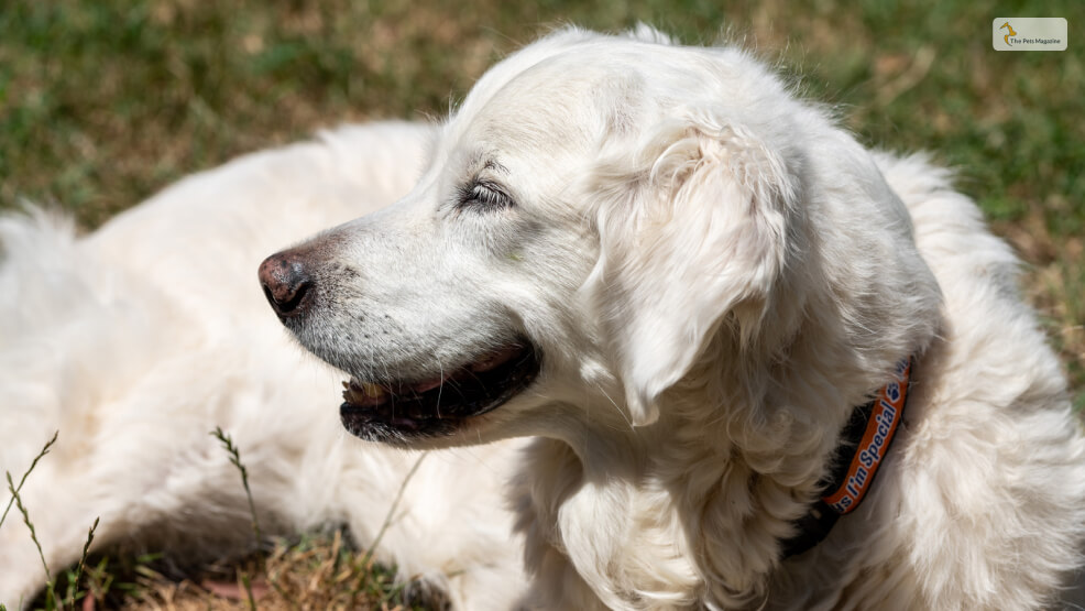 English Cream Golden Retriever