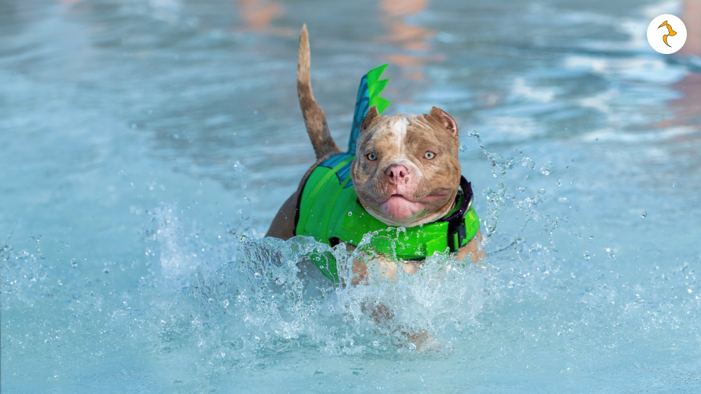 What is Merle Pitbulls Temperament