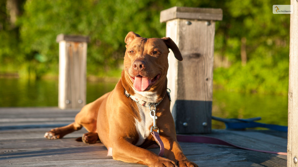 Exploring the origin and history of Pitbulls