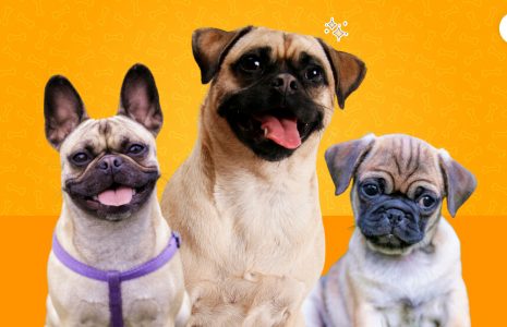 Pug Mixes