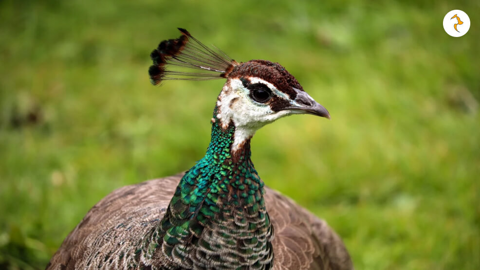 Female Peacock
