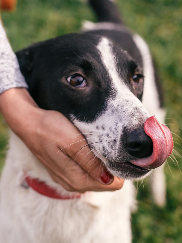 Why Dog Lick Pus? ThePetsMagazine