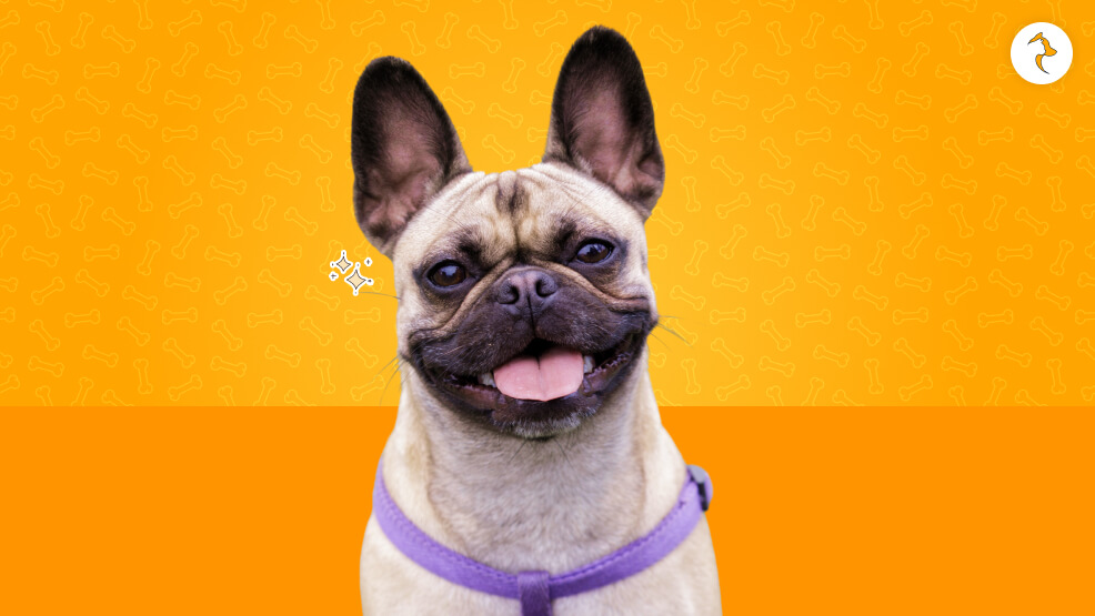 Frug (French Bulldog x Pug)
