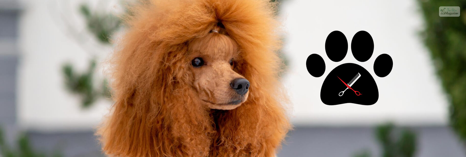 Goldendoodle Haircuts