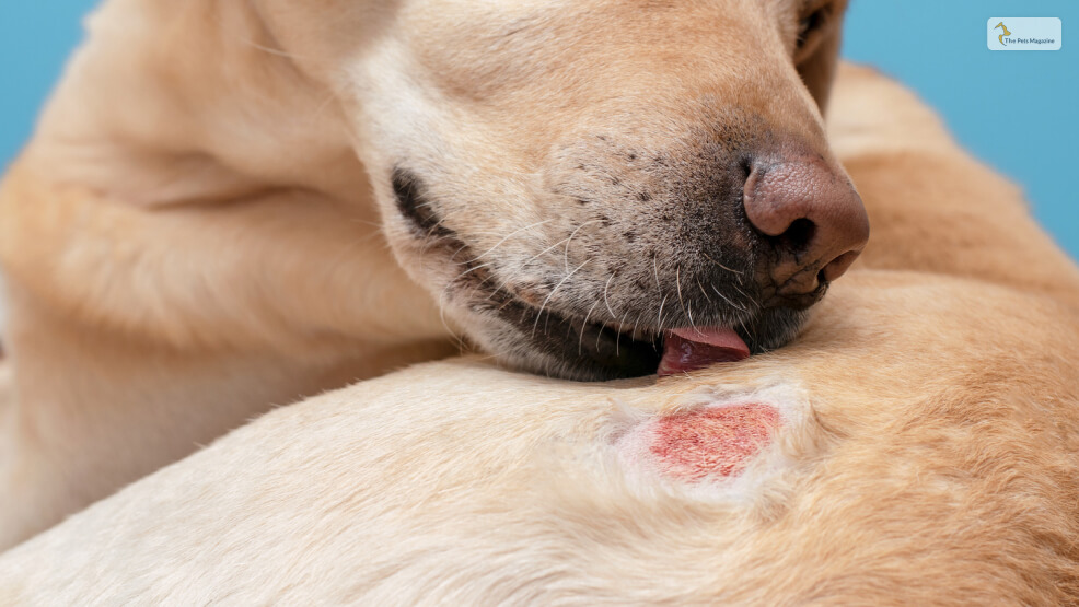 How Can You Tell If Your Dog’s Wound Is A Result Of Licking