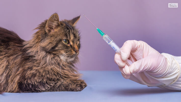 How Often Do Cats Get Shots