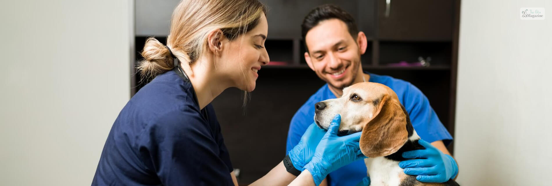 How Often Should I Take My Dog To The Vet