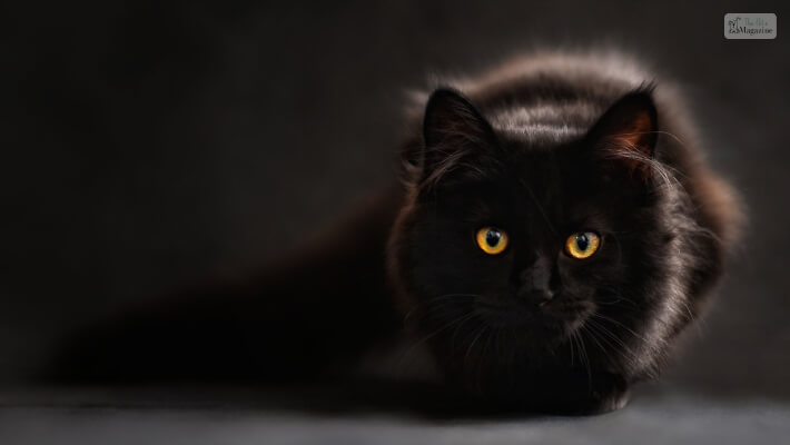 How To Identify A Black Maine Coon Cat