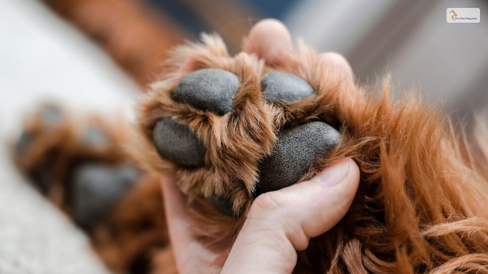 How to take proper care of a dog's paw pads