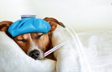 Is Your Dog Feeling Sick'