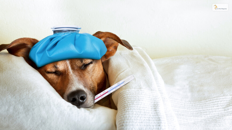 Is Your Dog Feeling Sick'