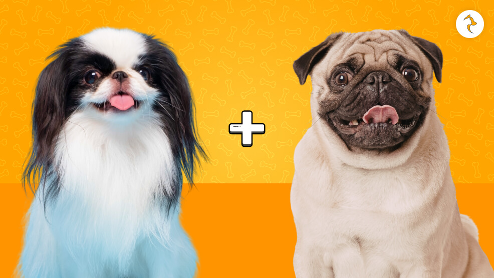 JAPUG_ Japanese Chin And Pug Mix