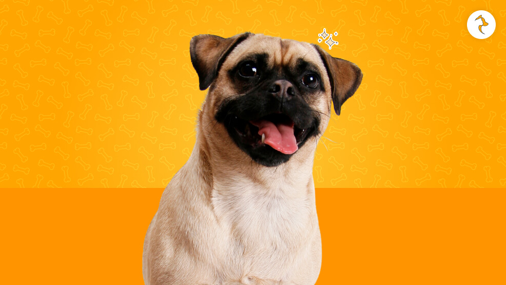 Jug (Jack Russell Terrier x Pug)