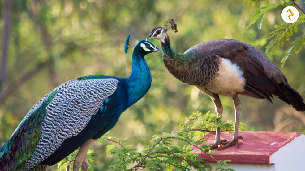Key Differences Between Male Vs Female Peacock