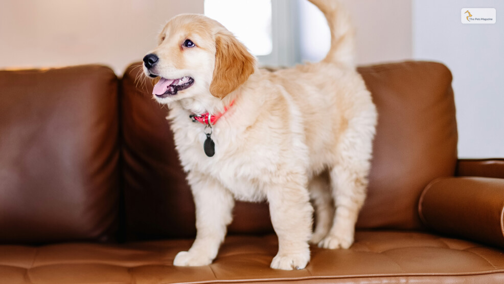 Light Golden Retriever Coat Color