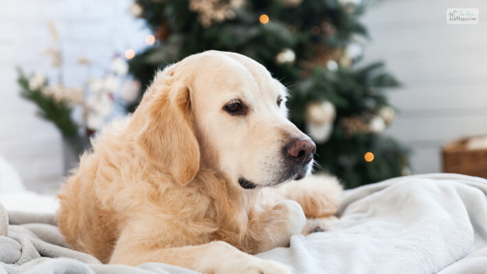 Light Golden Retriever