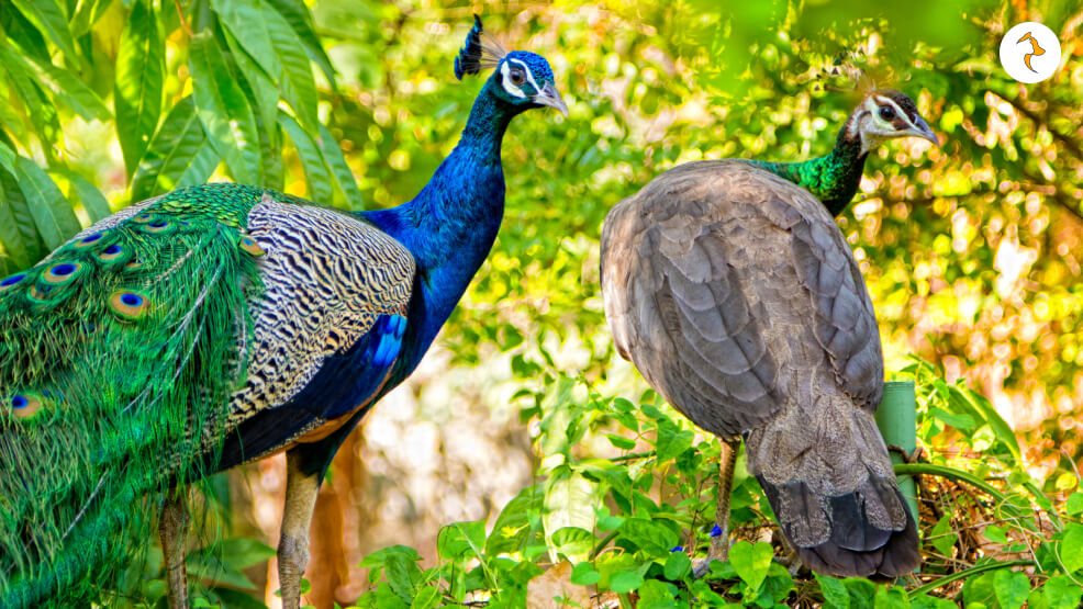 Male Peacock Vs Female Peacock