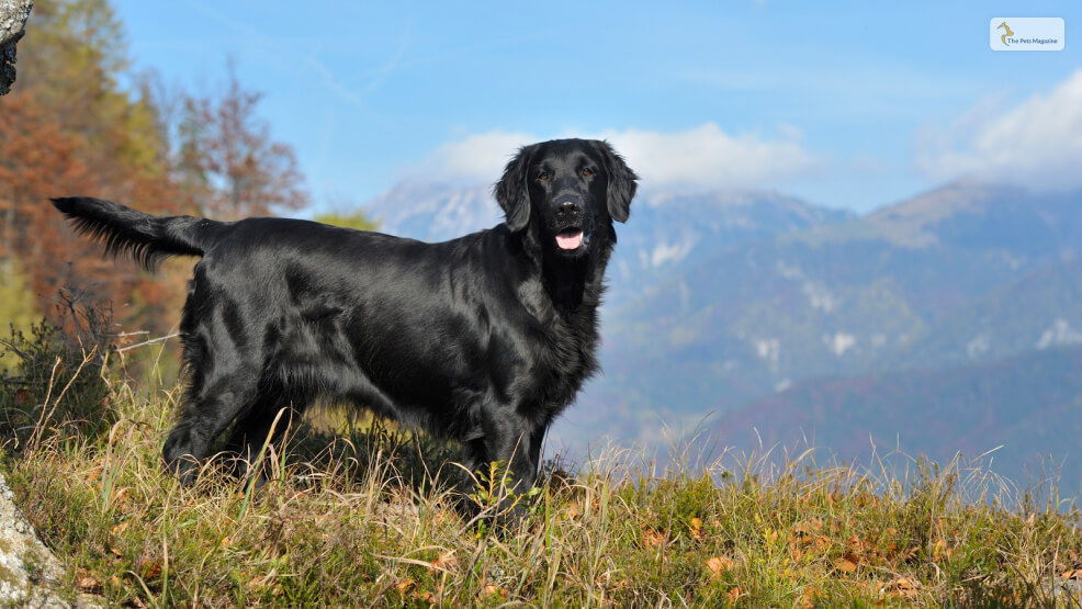 Meet The Flat-Coated Retriever