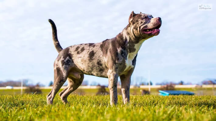 Merle Pitbull Personality