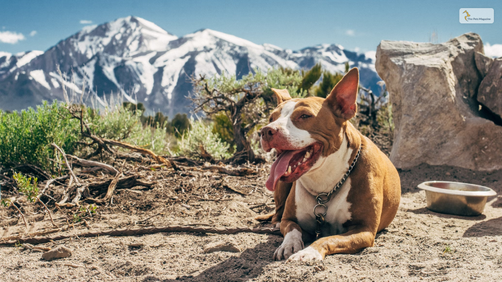 Pitbull Temperament and Characteristic Traits