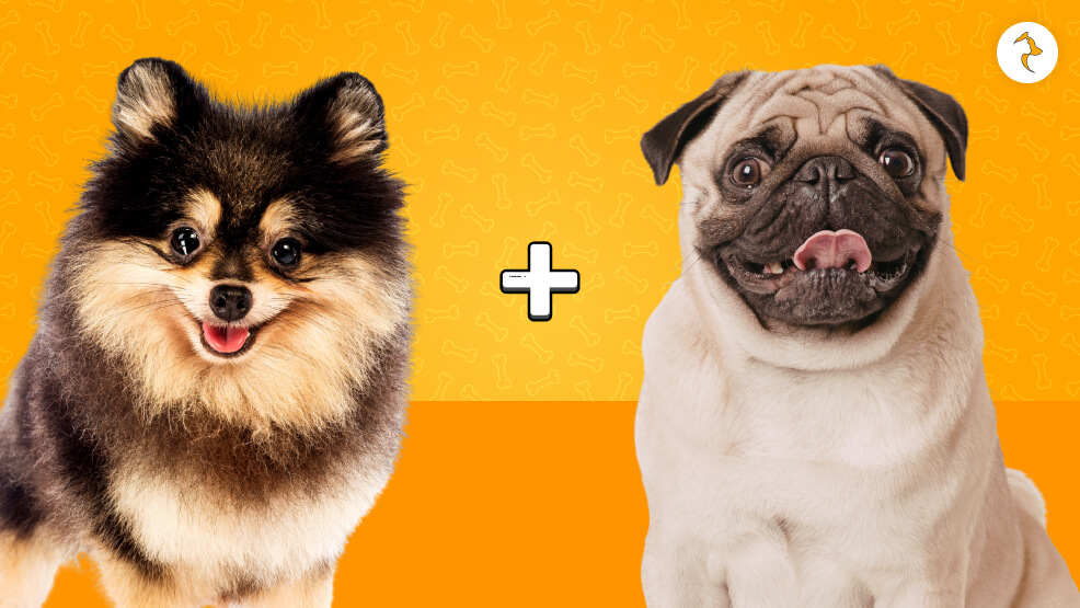 Pom-A-Pug (Pomeranian x Pug)