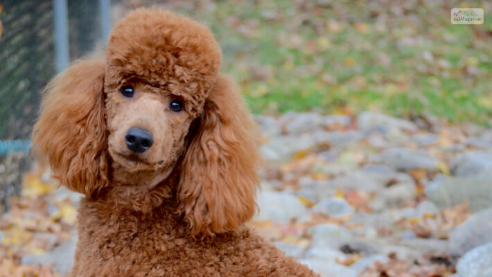 6 Popular Goldendoodle Haircuts to Try