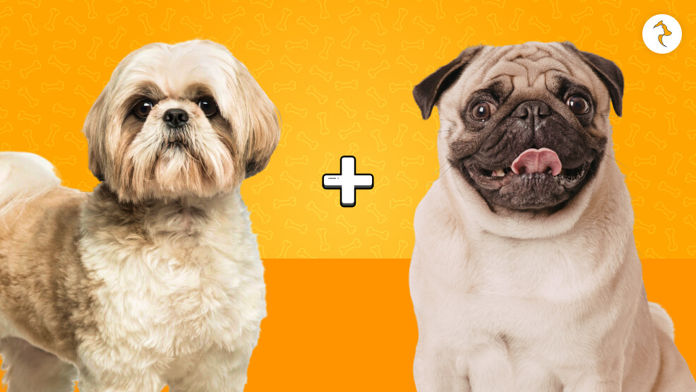 Pug Tzu (Shih Tzu x Pug)
