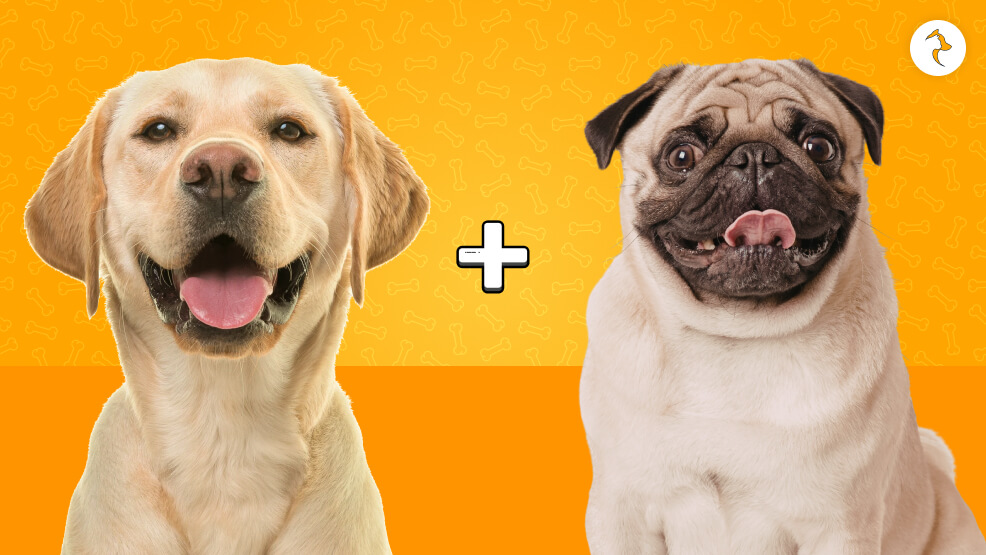 Pugador (Labrador Retriever x Pug)